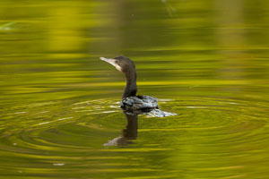 cormorant